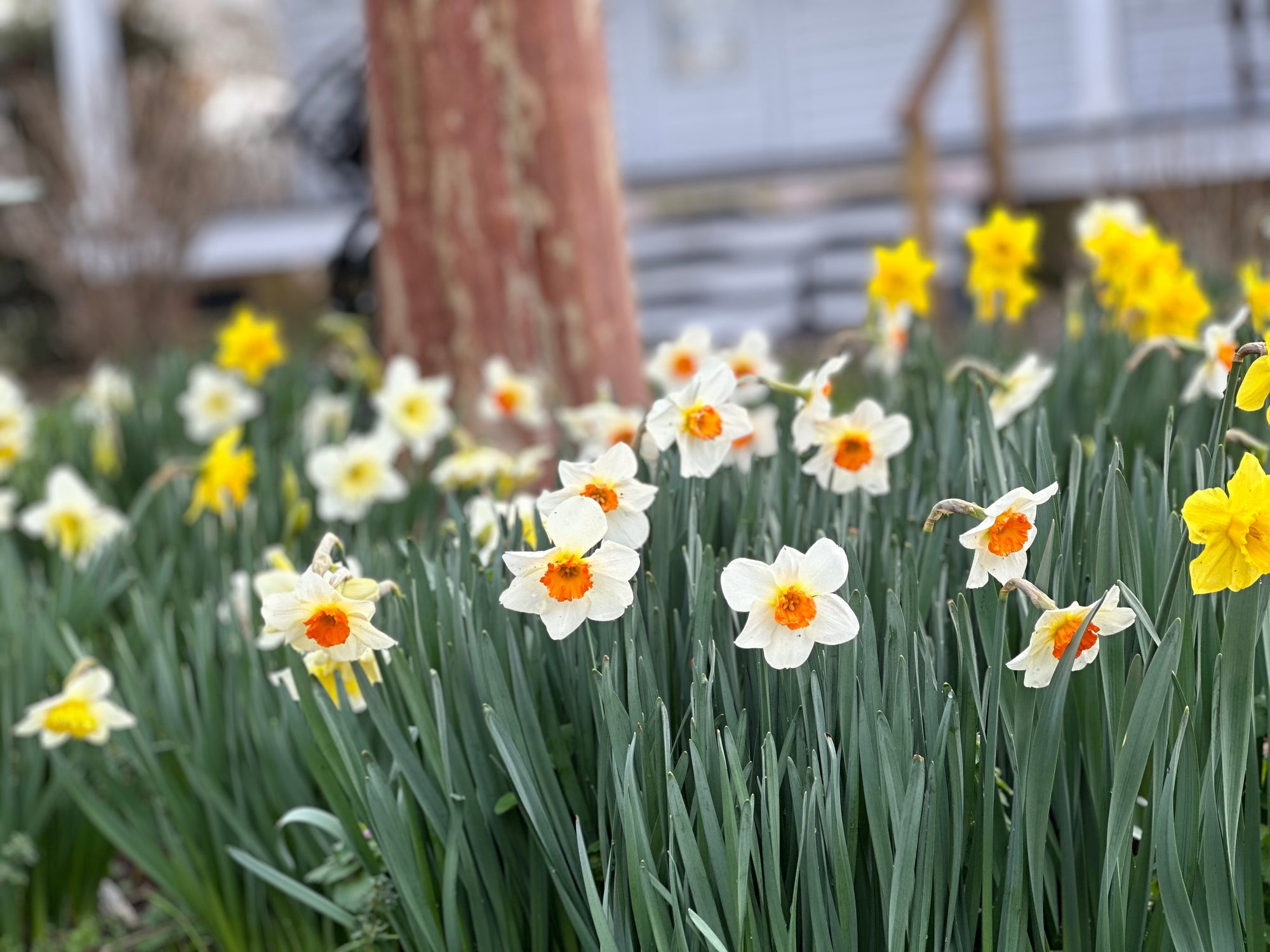 "Daffodil Inspired"Ball Ornament Kit and Class (In-Person)