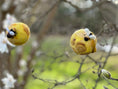 Load image into Gallery viewer, Bee Ball Ornament Kit
